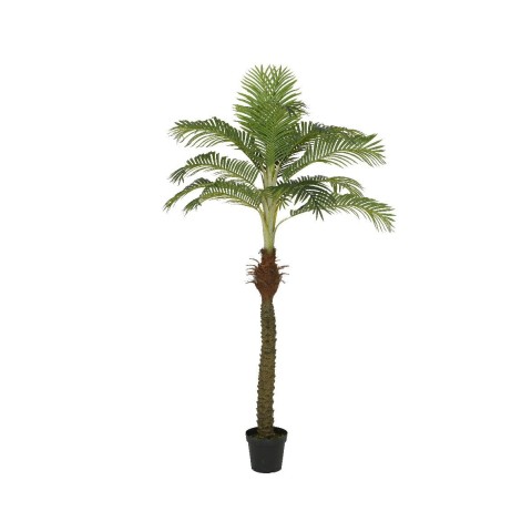 PIANTA PALMA H230
